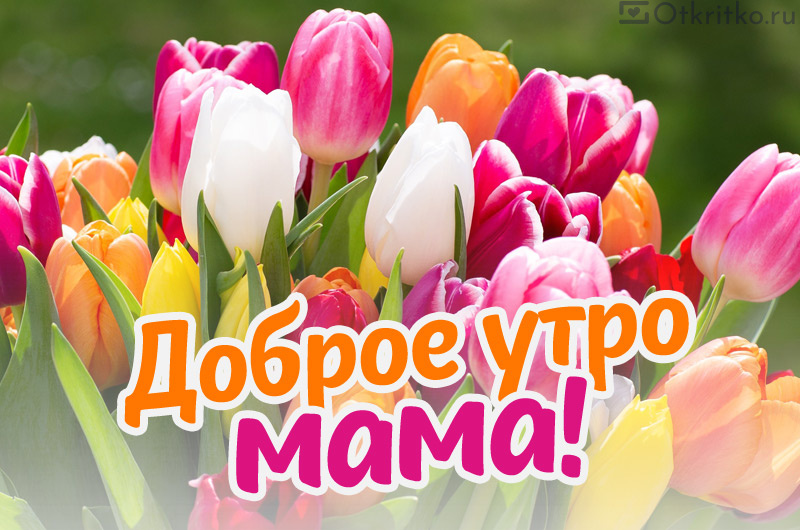 С Добрым Утром мама, картика с яркими тюльпанами 800x530