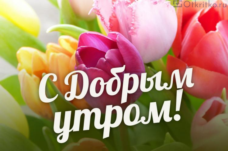 Доброе Утро, красивая открытка с цветами и надписью