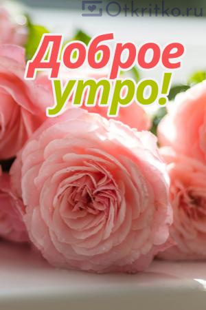Открытка с розовыми цветочками и пожеланием Доброго Утра 300x450