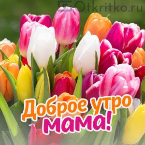 С Добрым Утром мама, картика с яркими тюльпанами 300x300