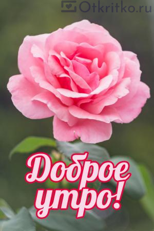 Картинка с красивой и нежной розой для пожелания Доброго Утра 300x450